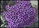 Image of Purple Saxifrage